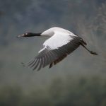 Black-Necked-Crane